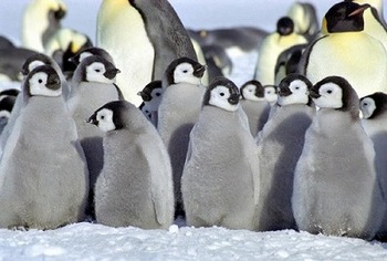 ペンギン.jpg